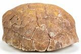 Colorful, Inflated Fossil Tortoise (Stylemys) - South Dakota #301888-5